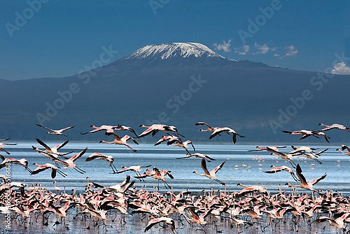 Птицы на фоне Килиманджаро
