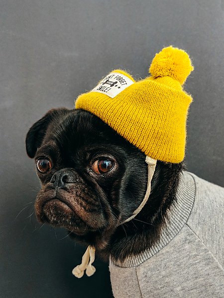 Маленький пес в желтой шапочке