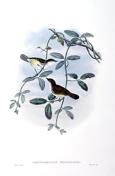 Yellow-bellied Flycatcher - Pseudogerygone chrysogastra