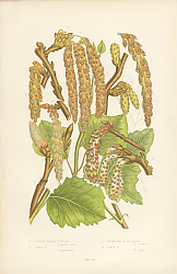 Постер Great White Poplar, Grey p., Trembling p. or Aspen, Black p. 1