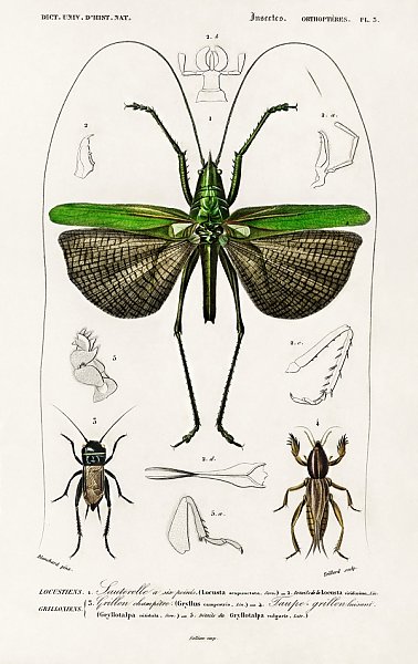 Кузнечик из шести точек (Locusta sexpunctata)