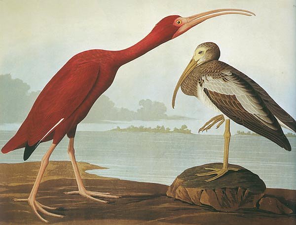 Scarlet Ibis
