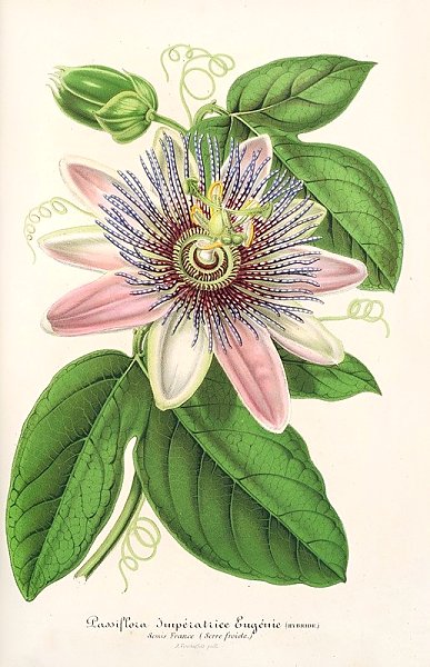Passiflora Imperatrice Eugenie