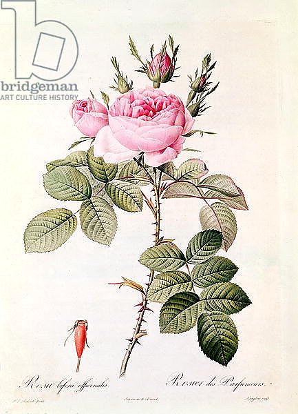 Rosa Bifera Officinalis, from 'Les Roses' by Claude Antoine Thory
