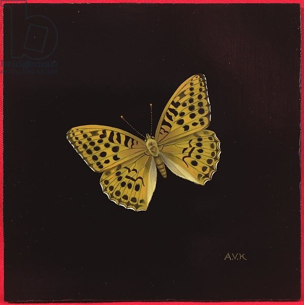 Silver washed fritillary butterfly, 2000