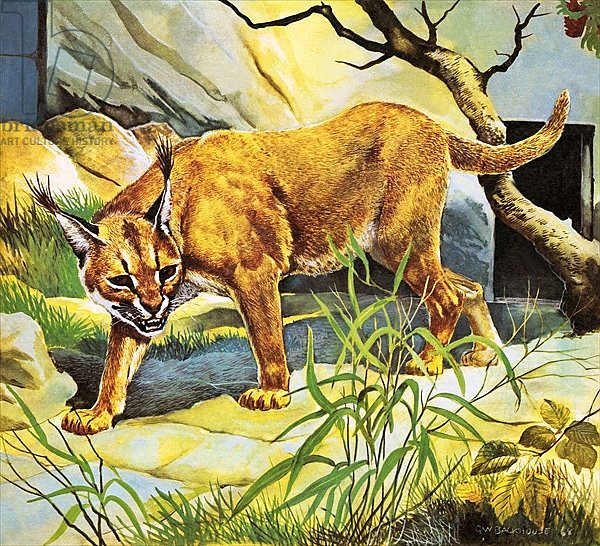 Who's Who in the Zoo: The King's Pet Cat