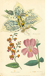 Постер Stanhopea Oculata, Chorizema Cordata