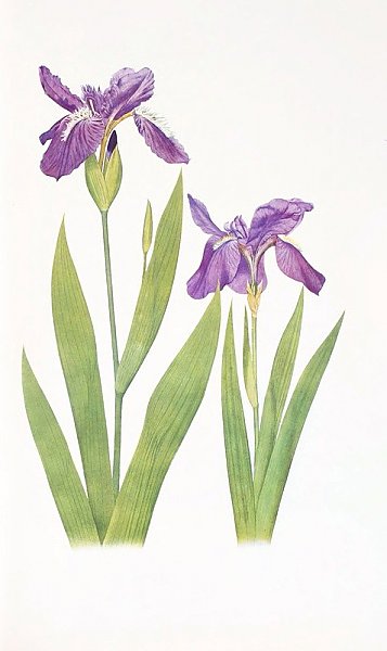 Iris tectorum and Iris Loptec