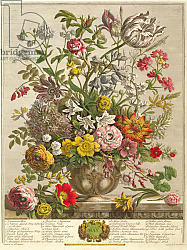 Постер Кастилс Питер May, from 'Twelve Months of Flowers' by Robert Furber engraved by Henry Fletcher Постер Кастилс Питер May, from 'Twelve Months of Flowers' by Robert Furber engraved by Henry Fletcher