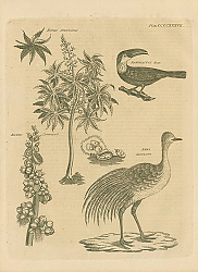 Постер Ricinus Americanus, Ramphastos Tucan, Ricinus Communis, Rhea Americana