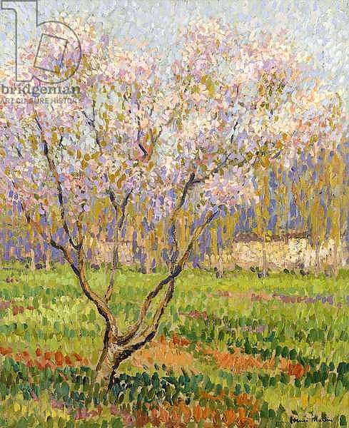 Apple Tree in Blossom; Pommiers en Fleurs,