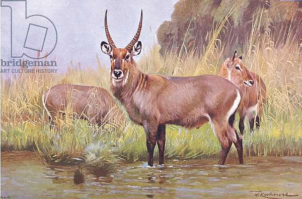 Water Buck, illustration from'Wildlife of the World', c.1910