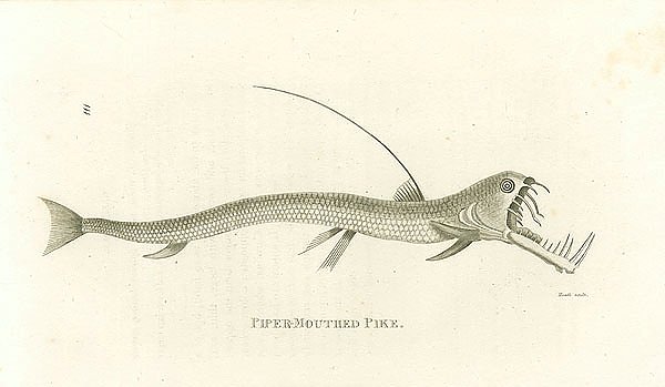 Piper-Mouther Pike