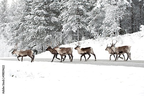 Группа оленей, переходящая дорогу в зимнем лесу