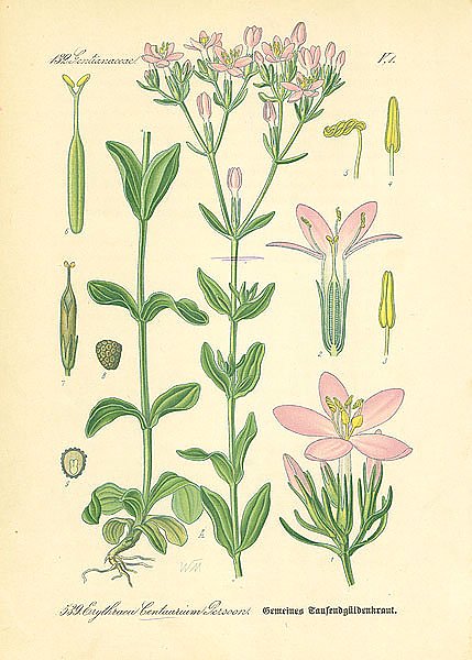 Gentianaceae, Erythraea Centauruim Persoon