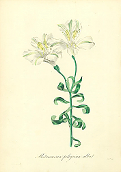 Постер Alstroemeria Pelegrina Alba
