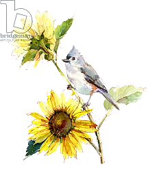 Постер Килинг Джон (совр) Titmouse with Sunflower, 2016, Постер Килинг Джон (совр) Titmouse with Sunflower, 2016,