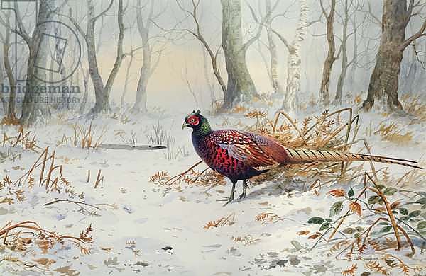 Pheasants in Snow