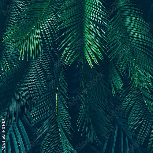 Тропические зеленые пальмовые листья