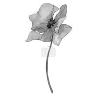 Черно-белое