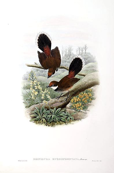Rufous-fronted Fantail Flycatcher - Rhipidura rubrofrontata