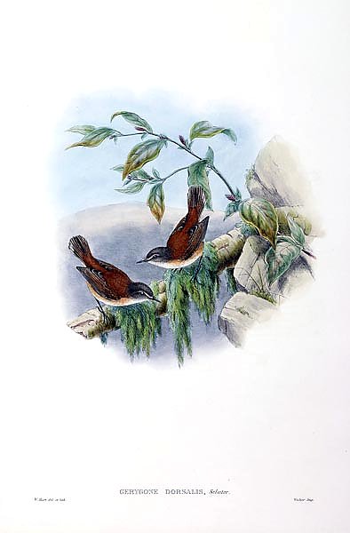 Rufous-backed Gerygone - Gerygone dorsalis