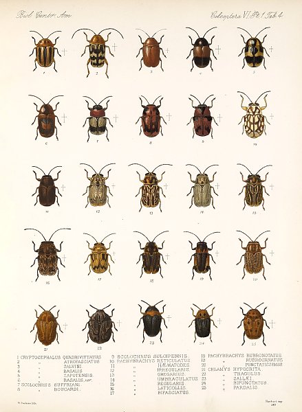 Insecta Coleoptera Pl 236
