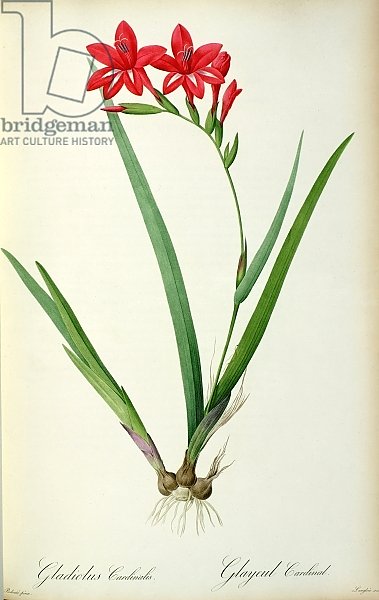 Gladiolus Cardinalis, from `Les Liliacees', 1805