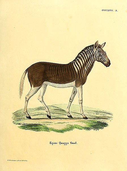 Зебра Equus Quagga