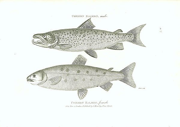 Common Salmon, male. Common Salmon, female