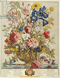 Постер Кастилс Питер June, from 'Twelve Months of Flowers' by Robert Furber engraved by Henry Fletcher Постер Кастилс Питер June, from 'Twelve Months of Flowers' by Robert Furber engraved by Henry Fletcher