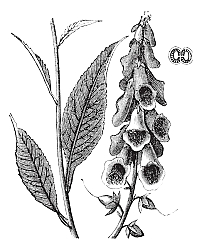 Постер Purple Foxglove or Common Foxglove or Lady's Glove or Digitalis purpurea, vintage engraving Постер Purple Foxglove or Common Foxglove or Lady's Glove or Digitalis purpurea, vintage engraving