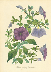 Постер Petunia Nyctaginiflora Violacea Постер Petunia Nyctaginiflora Violacea