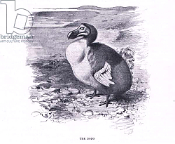 Постер Кунер Вильгельм The Dodo, illustration from'Wildlife of the World', c.1910 Постер Кунер Вильгельм The Dodo, illustration from'Wildlife of the World', c.1910