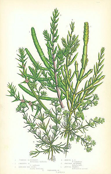 Jointed Glasswort, Creeping, Shrubby Sea Blite, Annual, Prickly Saltwort, Annual Knawel, Perennial