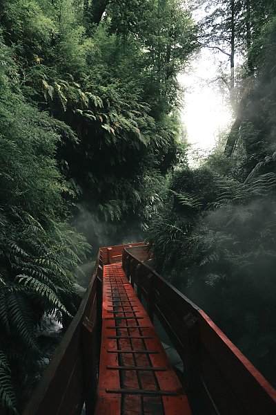 Дорожка в тропическом лесу