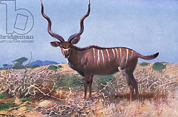 Постер Кунер Вильгельм Kudu, illustration from'Wildlife of the World', c.1910 Постер Кунер Вильгельм Kudu, illustration from'Wildlife of the World', c.1910