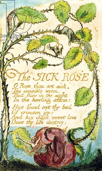 the sick rose the sick rose