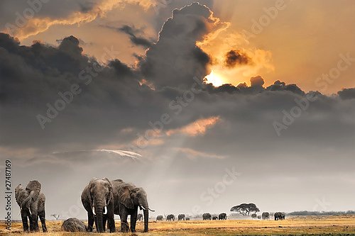  Африканский закат со слонами