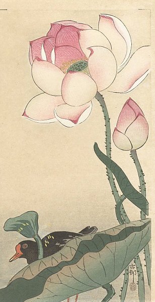 Gallinule with Lotus Flowers