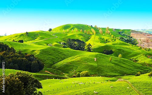 Зеленые холмы Новой Зеландии