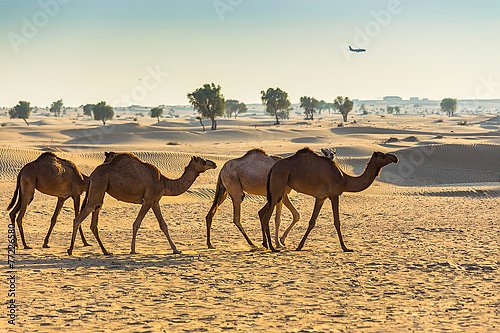 Группа верблюдов, идущих по пустыне