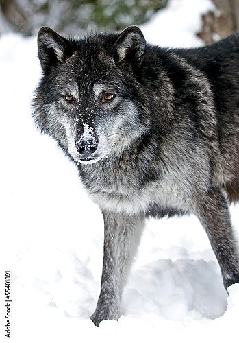 Фото Черный волк, более 75 качественных бесплатных стоковых фото