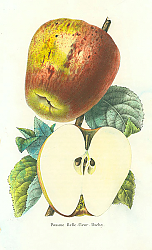 Постер Pomme Belle-fleur-Dachy