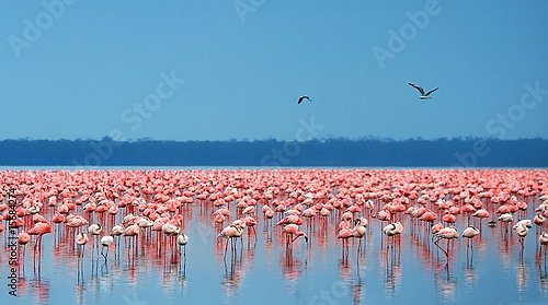 Озеро розовых фламинго