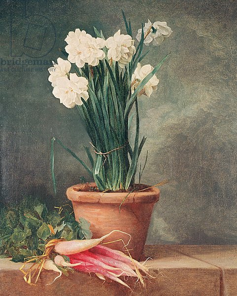 Narcissus and Radishes
