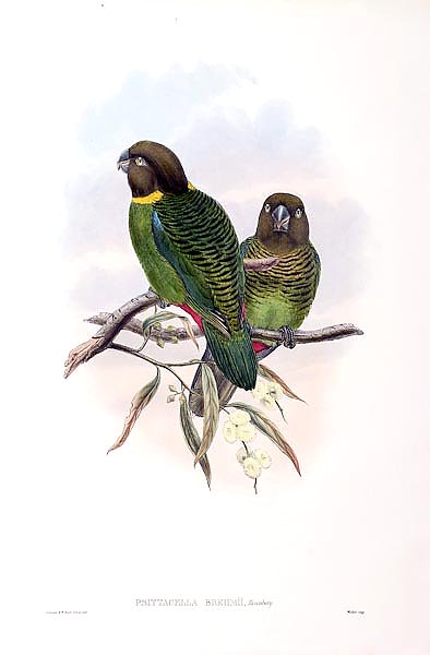 Brehm’s Parrot - Psittacella brehmii