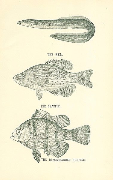 The Eel, The Crappie, The Black-Banded Sunfish 1