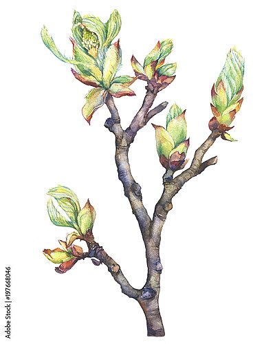 Купить репродукцию картины Молодая весенняя ветка каштана с бутонами и  листьями