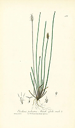 Постер Eleocharis palustris. Marsh spike-rush